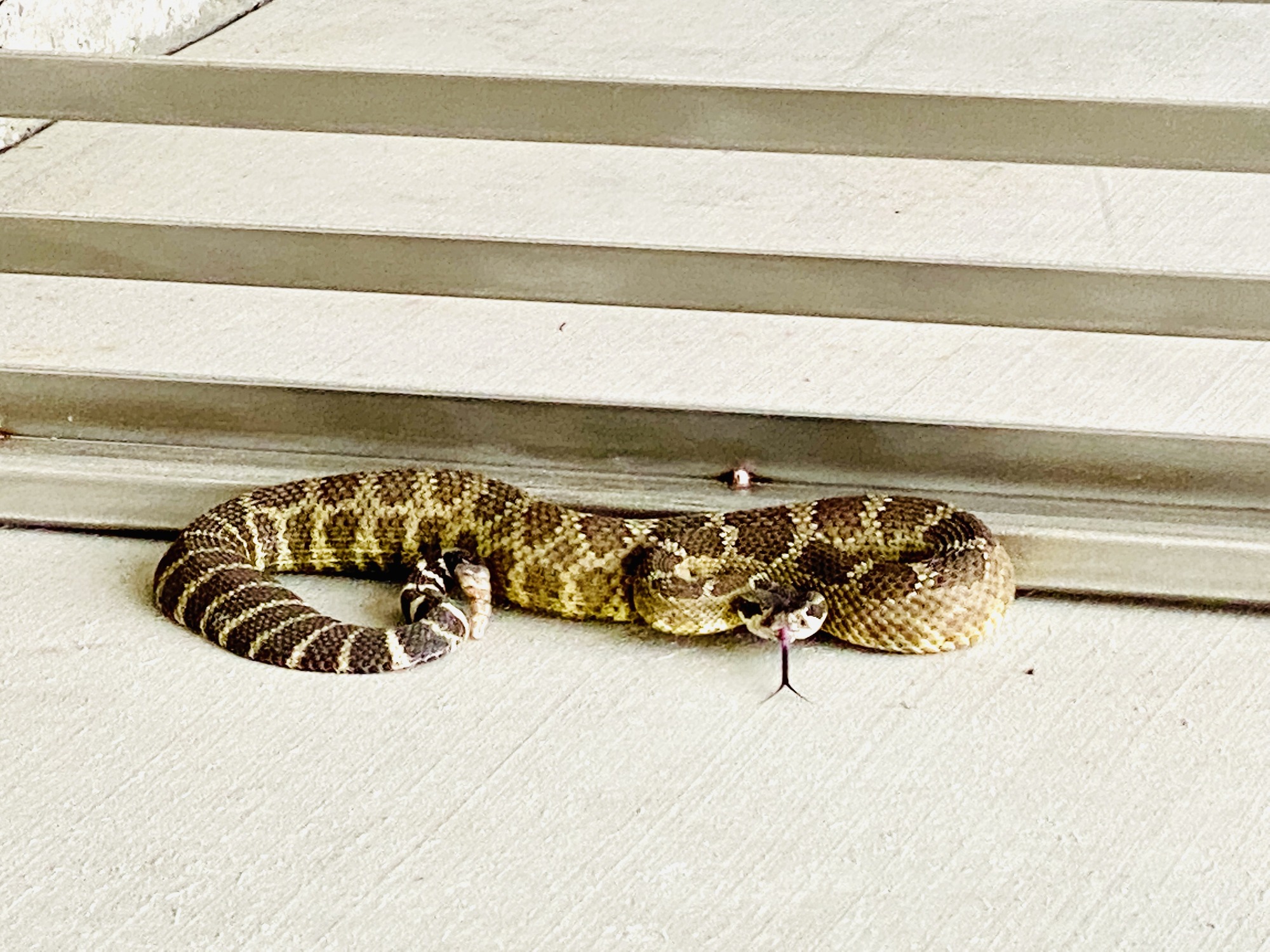 A coiled rattlesnake rests on a concrete surface near a metal railing, its tongue flicking. The snake's patterned skin blends with the ground, creating a subtle contrast with the structure above.